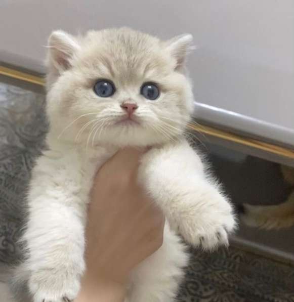 Шотландские вислоухие шиншилла котята