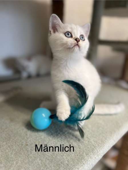 Reinrassige BKH Kitten mit blauen Augen
