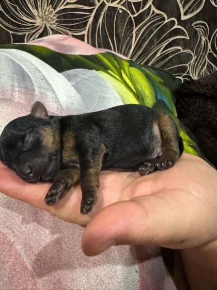 Продаю щенков йоркширский терьер в Волгограде фото 7