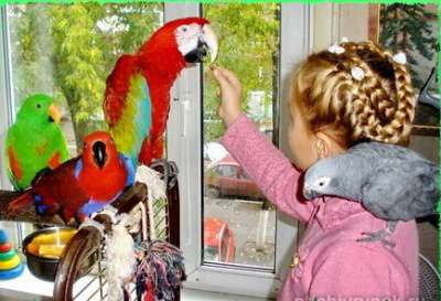 От читателя, "ОРНИМТОЛОГА - ПИСАЛЬ