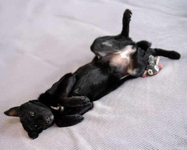 Молли — классическая чёрная собака-метис ищет дом в Москве фото 3