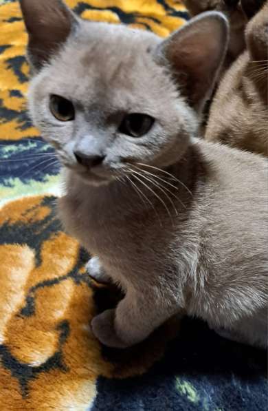 Котята европейская бурма