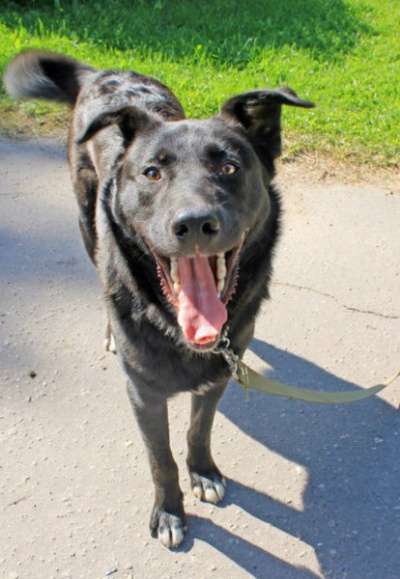 Отдам даром Роскошный пес Барт в Санкт-Петербурге фото 4