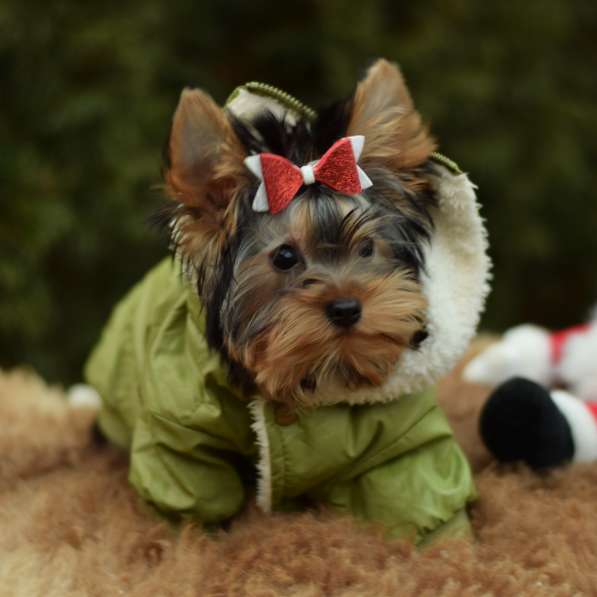 Йоркширский терьер, щенок