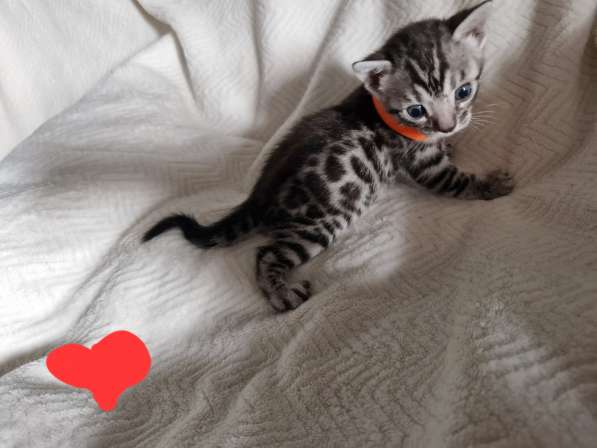 Чиcтокровные Бенгальские Котята в фото 9