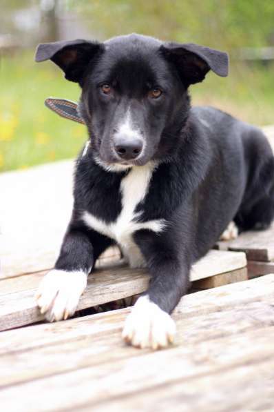 Щенок ЛЕКСУС ищет дом в Москве фото 6