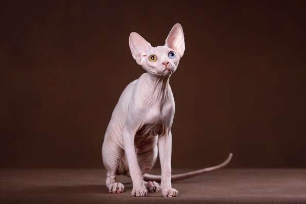 Гуманоид? Котёнок Эльф, бамбино, двэльф, сфинкс! в Ярославле фото 5