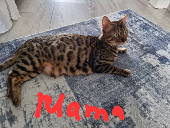 Чиcтокровные Бенгальские Котята в фото 4
