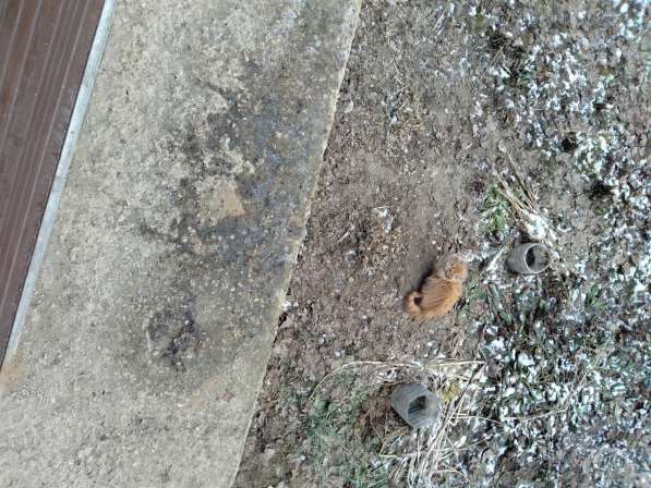 Отдам в добрые руки пятимесячных котят в Москве