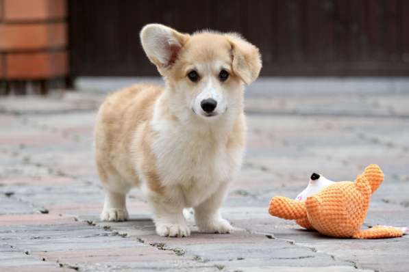 Вельш корги пемброк в Москве фото 3