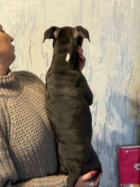 Голубая девочка Амстаффтерьера в Москве фото 5