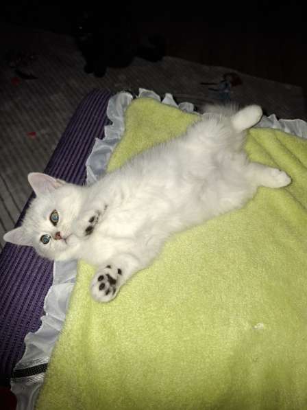 Британские котята в фото 3