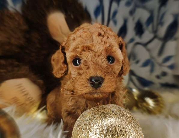 Щенки той-пуделя