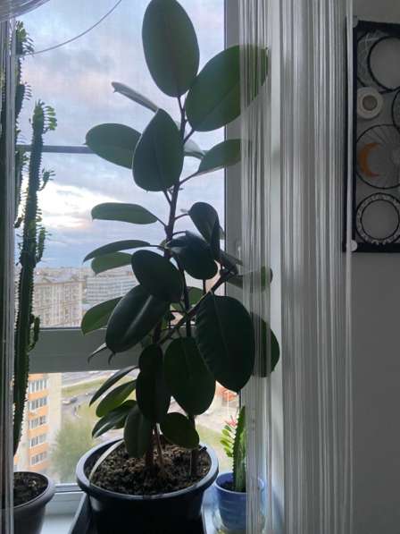 Фикус в Москве