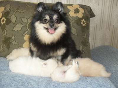 Щенок немецкого шпица в Санкт-Петербурге