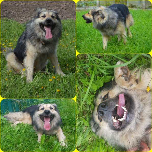 Собака даром АТОС