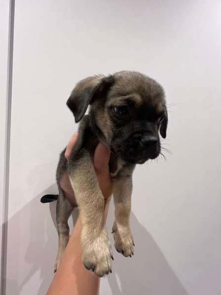 Щенок маленькой собачки в дар