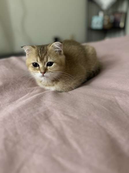 Шотландские котятв в 