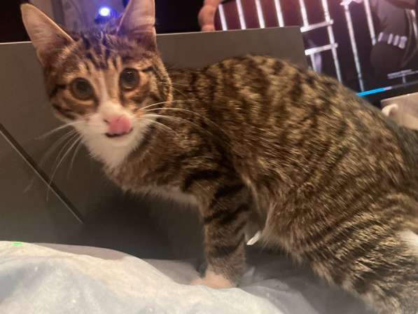 Котёнок в Красноярске фото 3