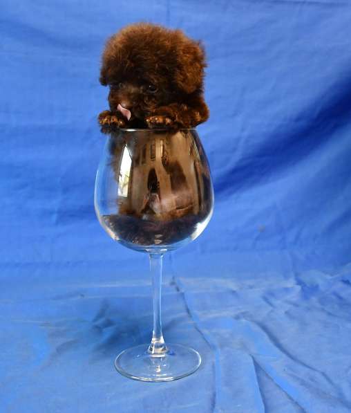 Пуделя щенок той коричневая девочка ВЭНДИ в Москве