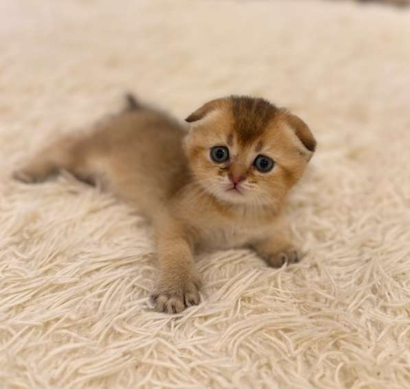 Шотландские котята в Москве фото 3