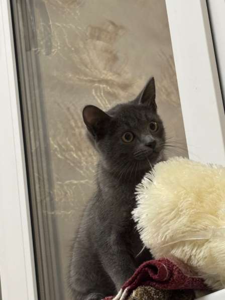 Британские котята девочка умненькие ласковые игривые