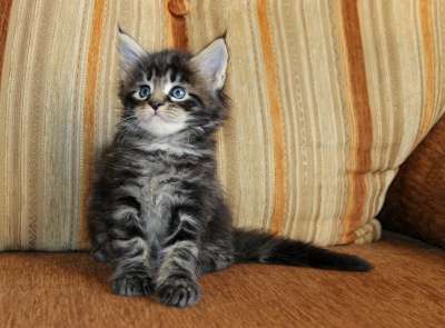 котята Мейн Кун из питомника в Омске фото 6