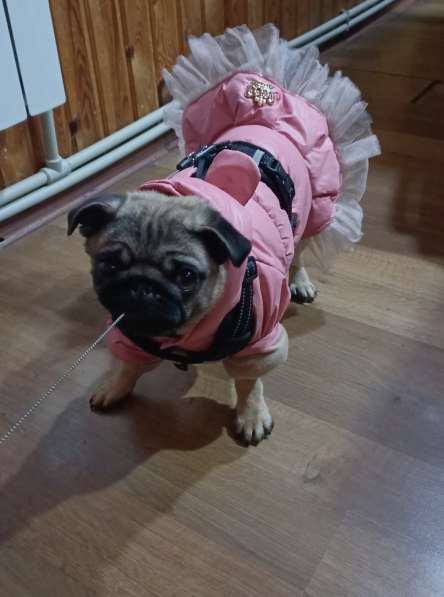 Продам собаку мопс девочка