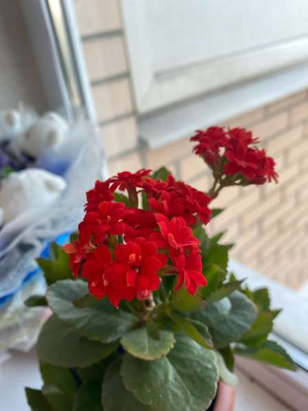 Продажа цветов в Краснодаре