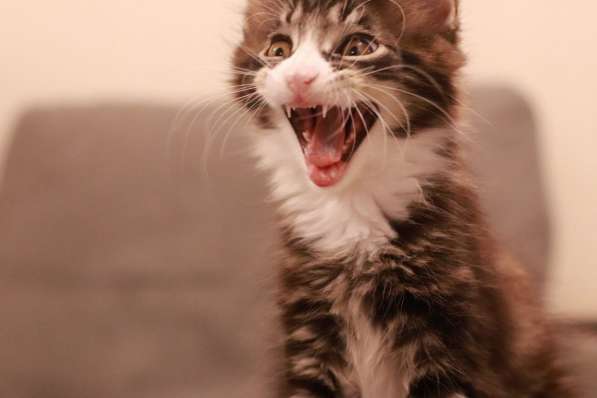 Котенок Мейн-Куна в Кемерове фото 6