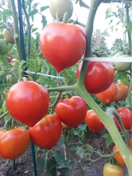 Продам семена томатов