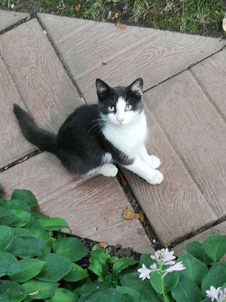 Ищем дом бездомному котику