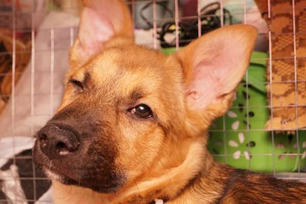 Ника, семейная собака ищет дом в Бронницах фото 14