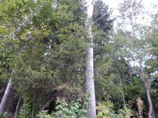 realty_mapper3.plot_in_locationИндивидуальное жилищное ст-во. Площадь 6.00 сот.Есть Газ.