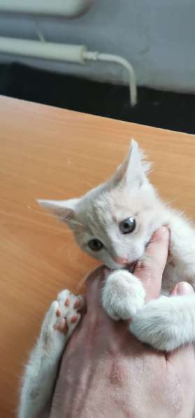 Персикового котенка отдадим в добрые заботливые руки в фото 6