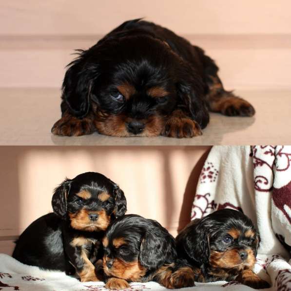 Щенки кавалер кинг чарльз спаниель