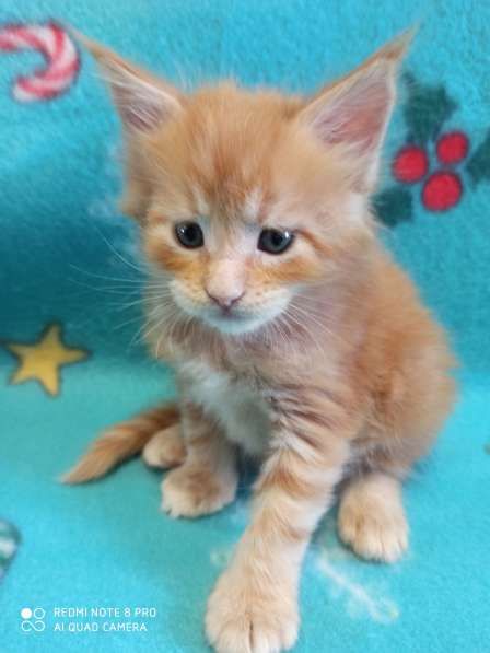 Продажа котят мейн кунов в Снежинске фото 9