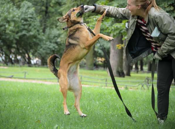 Очаровательная собачка компактного размера в Санкт-Петербурге фото 34