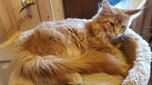 Красная кошечка мейн-кун в Санкт-Петербурге фото 12