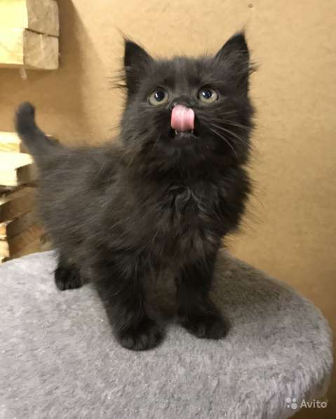 Черный сибирский