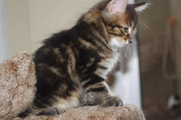 Курильский бобтейл - котята золотого окраса в Краснодаре фото 23