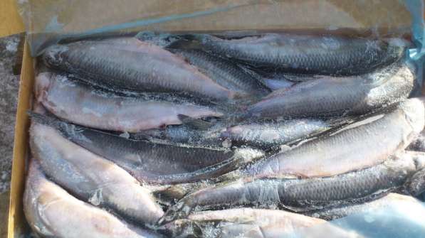 Свежемороженая Рыба, ОПТ цены
