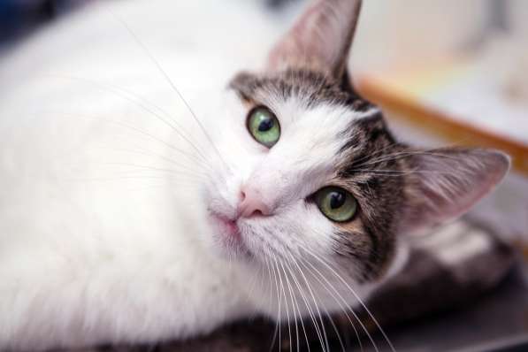 Хрупкая Киттари ищет до в Москве фото 6