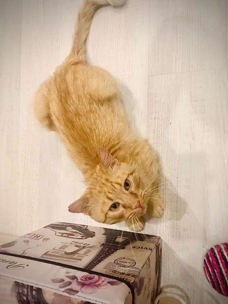 Котик Емеля ищет дом в Санкт-Петербурге фото 5
