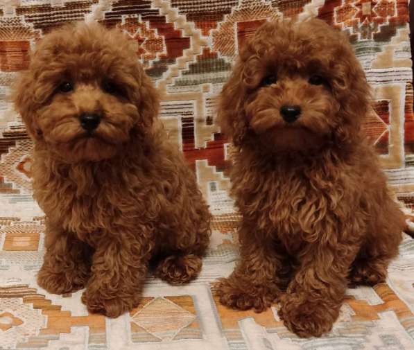 Toy poodle. Red brown. Boy's в фото 3