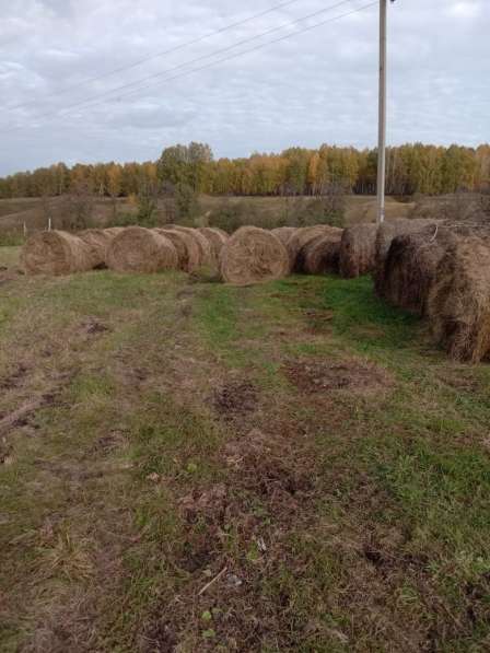 Продам сено в рулонах в Каменске-Уральском фото 6