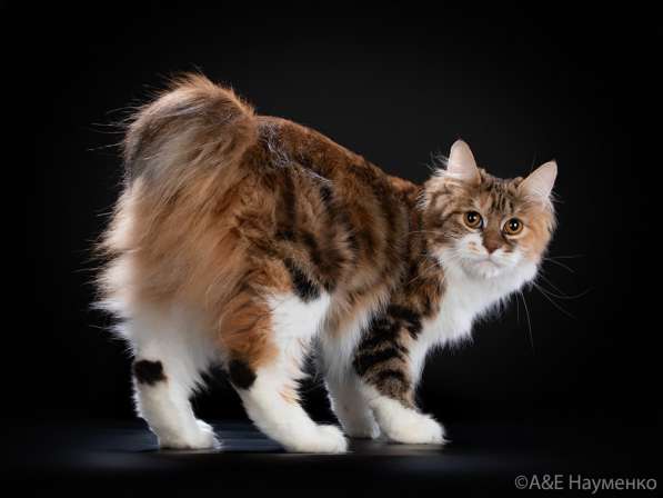 Kuril bobtail! Kitten -trotter в Севастополе фото 5