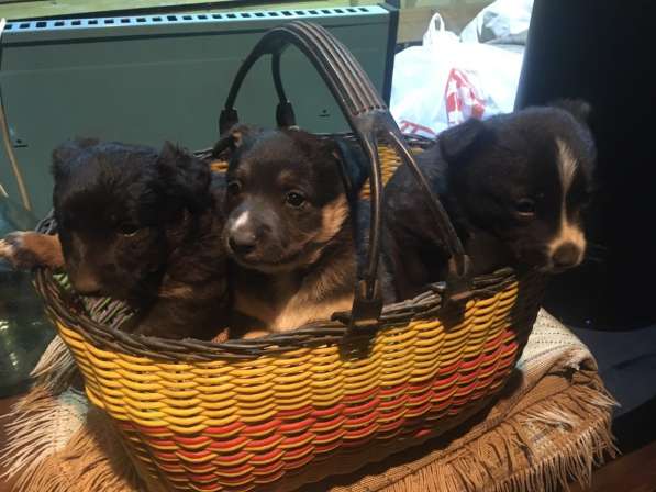 Щенки в Урюпинске фото 7