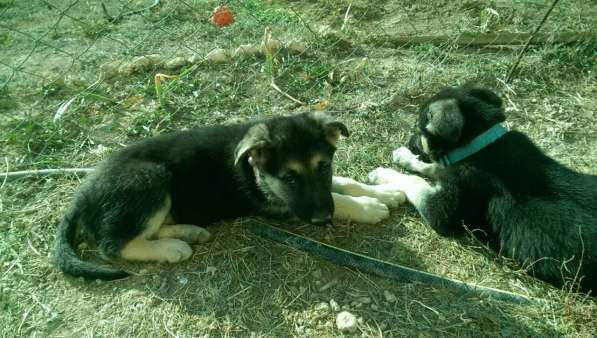 Продаются щенков ВЕО в Евпатории фото 18