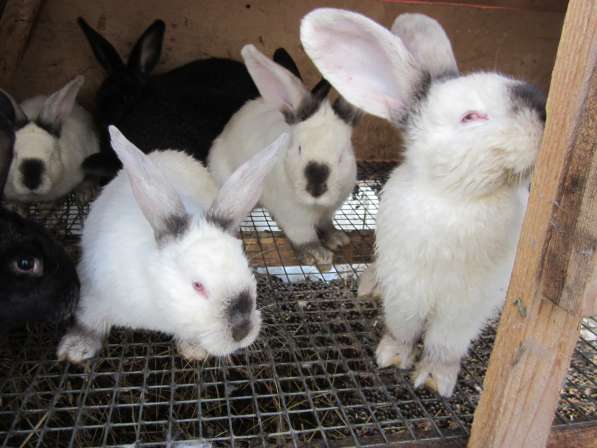 Продаю кроликов в Воскресенске фото 3